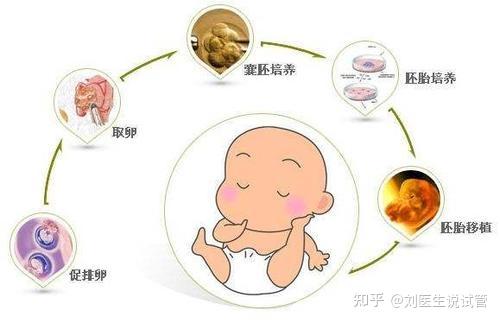 一代试管放几个胚胎+做试管一次放几个胚胎